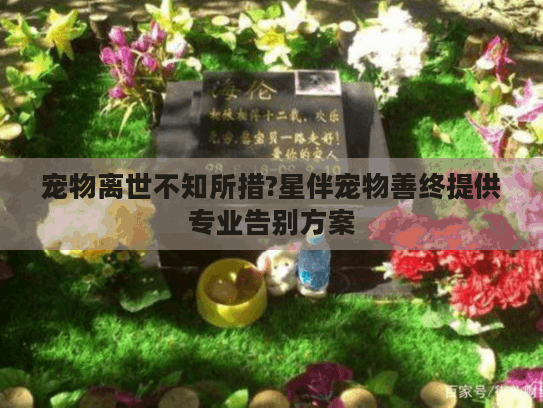 宠物离世不知所措?星伴宠物善终提供专业告别方案