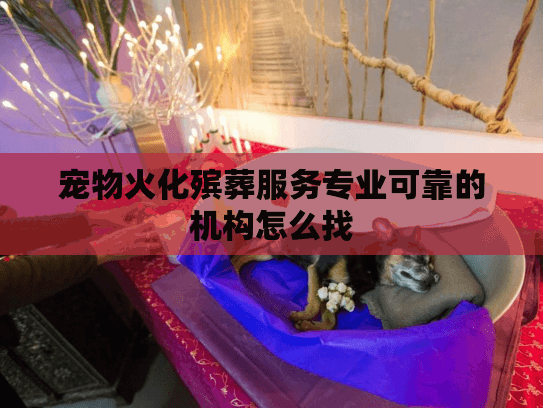 宠物火化殡葬服务专业可靠的机构怎么找