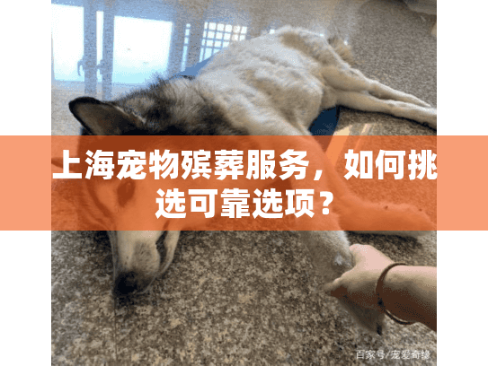 上海宠物殡葬服务，如何挑选可靠选项？