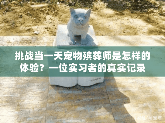 挑战当一天宠物殡葬师是怎样的体验？一位实习者的真实记录
