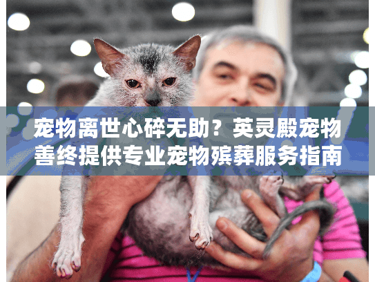 宠物离世心碎无助？英灵殿宠物善终提供专业宠物殡葬服务指南