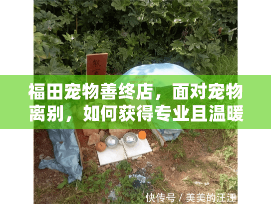 福田宠物善终店，面对宠物离别，如何获得专业且温暖的服务？