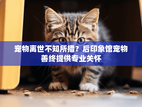宠物离世不知所措？后印象馆宠物善终提供专业关怀