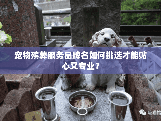 宠物殡葬服务品牌名如何挑选才能贴心又专业？