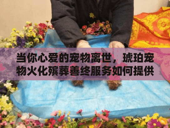 当你心爱的宠物离世，琥珀宠物火化殡葬善终服务如何提供安慰