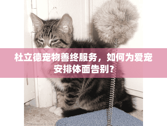 杜立德宠物善终服务，如何为爱宠安排体面告别？
