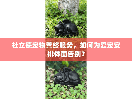 杜立德宠物善终服务，如何为爱宠安排体面告别？