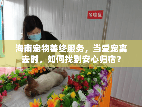 海南宠物善终服务，当爱宠离去时，如何找到安心归宿？