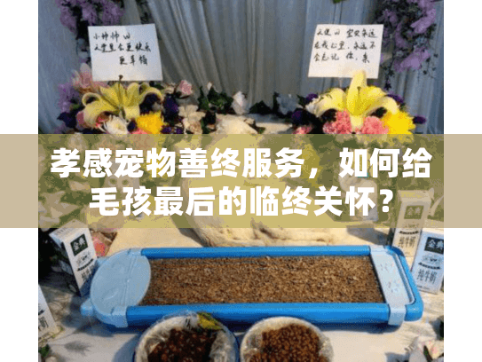 孝感宠物善终服务，如何给毛孩最后的临终关怀？