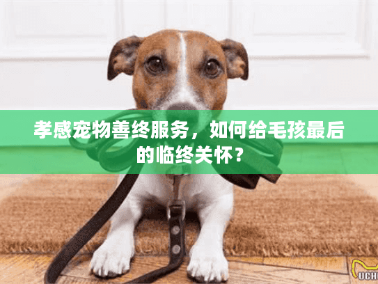 孝感宠物善终服务，如何给毛孩最后的临终关怀？