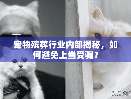 宠物殡葬行业内部揭秘，如何避免上当受骗？
