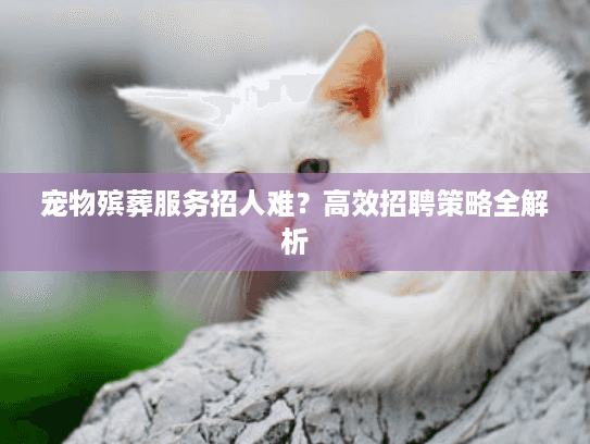 宠物殡葬服务招人难？高效招聘策略全解析