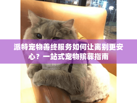 派特宠物善终服务如何让离别更安心？一站式宠物殡葬指南