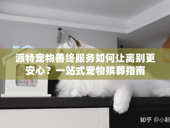 派特宠物善终服务如何让离别更安心？一站式宠物殡葬指南