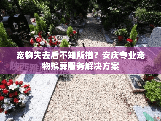宠物失去后不知所措？安庆专业宠物殡葬服务解决方案