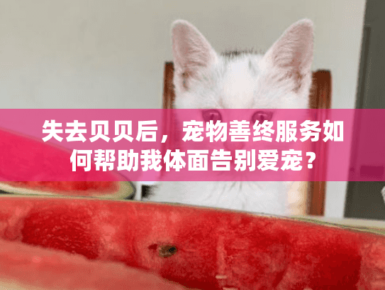 失去贝贝后，宠物善终服务如何帮助我体面告别爱宠？