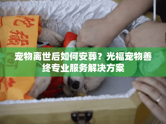 宠物离世后如何安葬？光福宠物善终专业服务解决方案