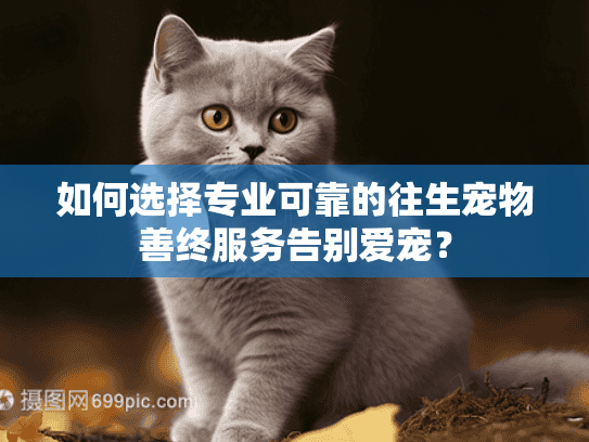 如何选择专业可靠的往生宠物善终服务告别爱宠？
