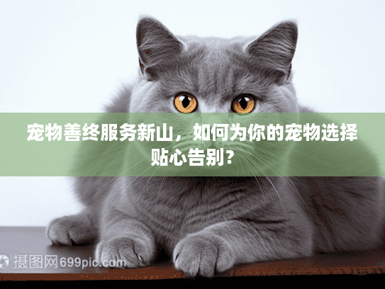 宠物善终服务新山，如何为你的宠物选择贴心告别？