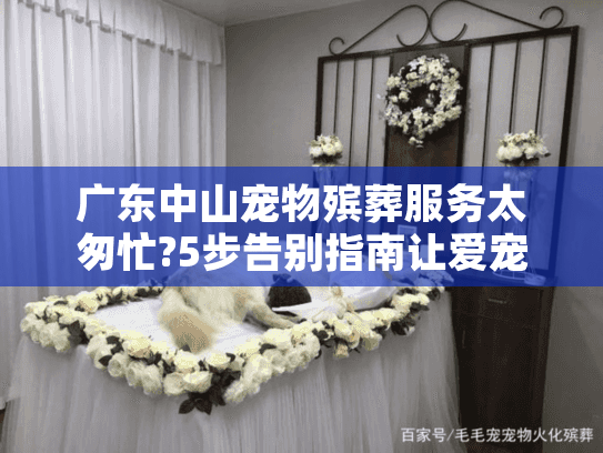 广东中山宠物殡葬服务太匆忙?5步告别指南让爱宠体面安息
