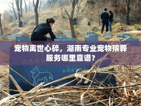 宠物离世心碎，湖南专业宠物殡葬服务哪里靠谱？