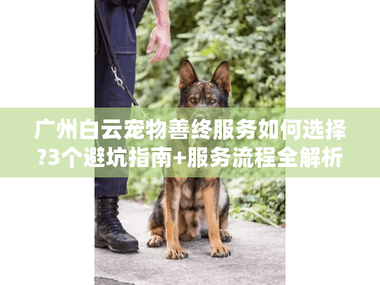 广州白云宠物善终服务如何选择?3个避坑指南+服务流程全解析