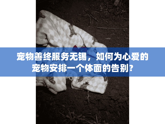 宠物善终服务无锡，如何为心爱的宠物安排一个体面的告别？