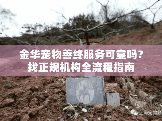 金华宠物善终服务可靠吗？找正规机构全流程指南