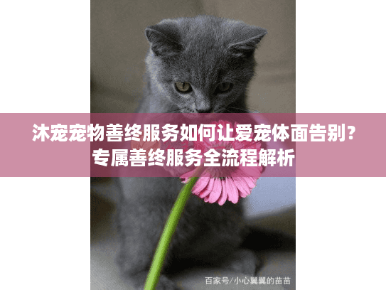 沐宠宠物善终服务如何让爱宠体面告别？专属善终服务全流程解析