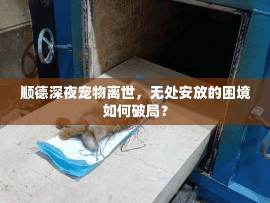 顺德深夜宠物离世,无处安放的困境如何破局?