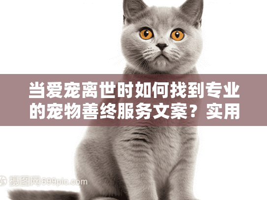 当爱宠离世时如何找到专业的宠物善终服务文案？实用指南助您疗愈