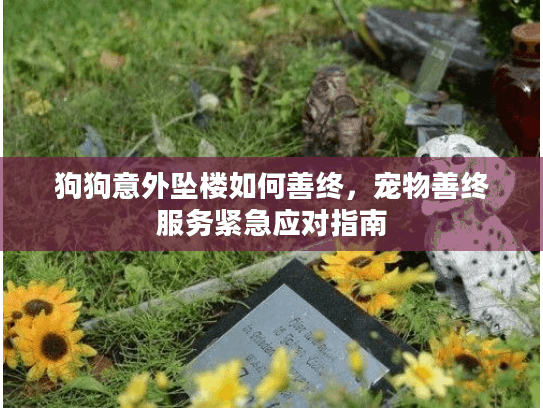 狗狗意外坠楼如何善终，宠物善终服务紧急应对指南