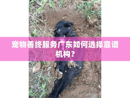 宠物善终服务广东如何选择靠谱机构？