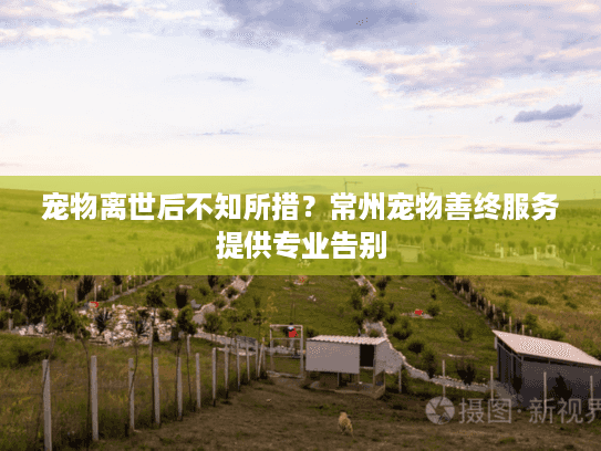 宠物离世后不知所措？常州宠物善终服务提供专业告别