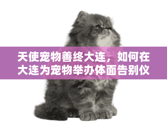 天使宠物善终大连，如何在大连为宠物举办体面告别仪式？