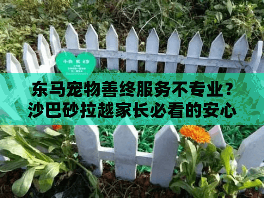 东马宠物善终服务不专业？沙巴砂拉越家长必看的安心指南