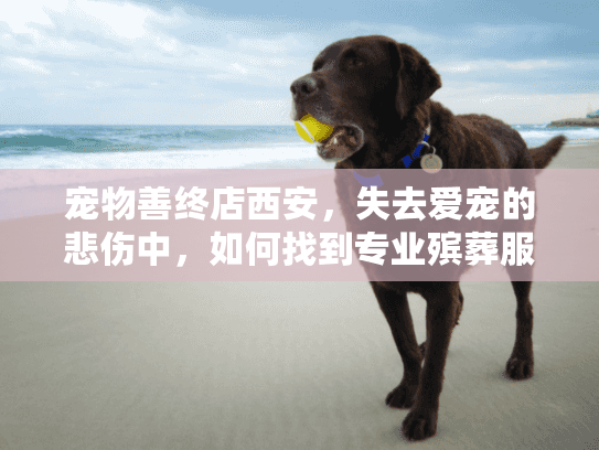 宠物善终店西安，失去爱宠的悲伤中，如何找到专业殡葬服务？