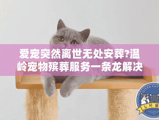 爱宠突然离世无处安葬?温岭宠物殡葬服务一条龙解决方案