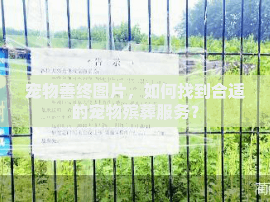 宠物善终图片，如何找到合适的宠物殡葬服务？