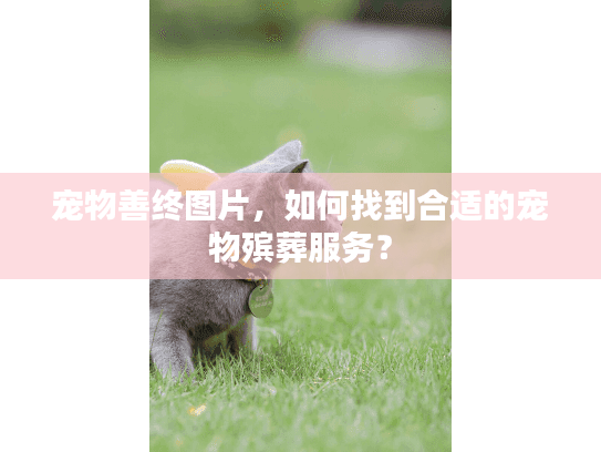 宠物善终图片，如何找到合适的宠物殡葬服务？