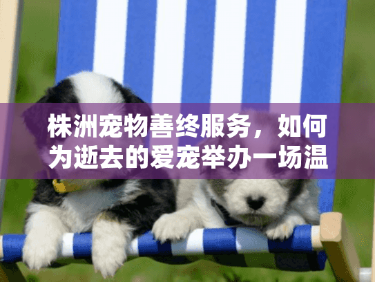 株洲宠物善终服务，如何为逝去的爱宠举办一场温暖告别仪式？