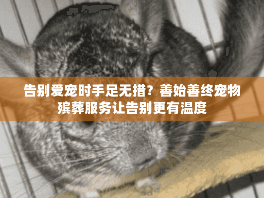 告别爱宠时手足无措？善始善终宠物殡葬服务让告别更有温度