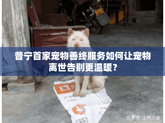普宁首家宠物善终服务如何让宠物离世告别更温暖？