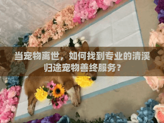 当宠物离世，如何找到专业的清溪归途宠物善终服务？