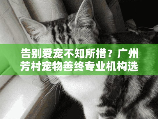 告别爱宠不知所措？广州芳村宠物善终专业机构选择指南