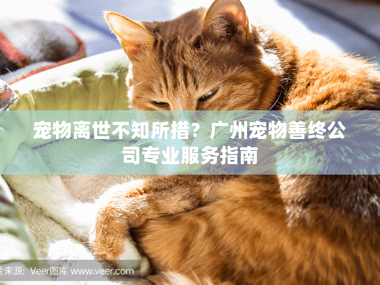 宠物离世不知所措？广州宠物善终公司专业服务指南