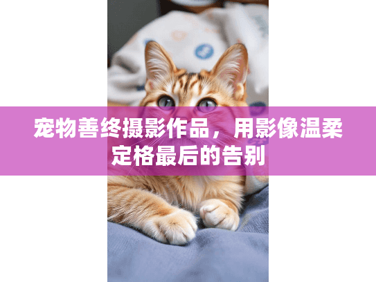 宠物善终摄影作品，用影像温柔定格最后的告别