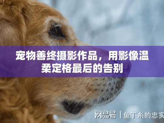 宠物善终摄影作品，用影像温柔定格最后的告别