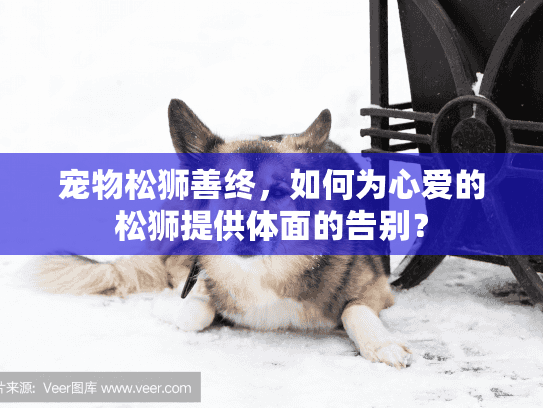 宠物松狮善终，如何为心爱的松狮提供体面的告别？