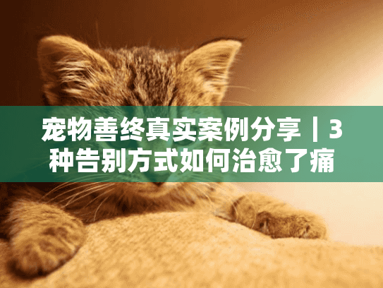 宠物善终真实案例分享｜3种告别方式如何治愈了痛失爱宠的家庭